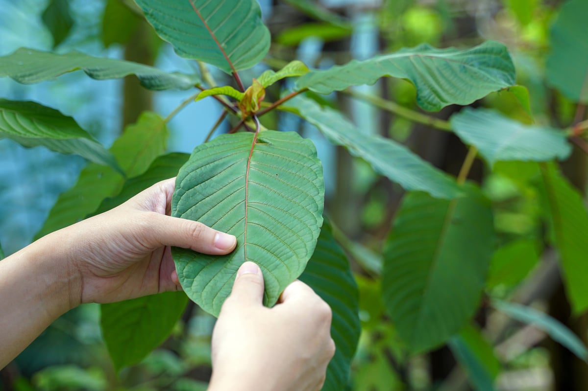 Kratom or Mitragynine speciosa is a medicinal plant
